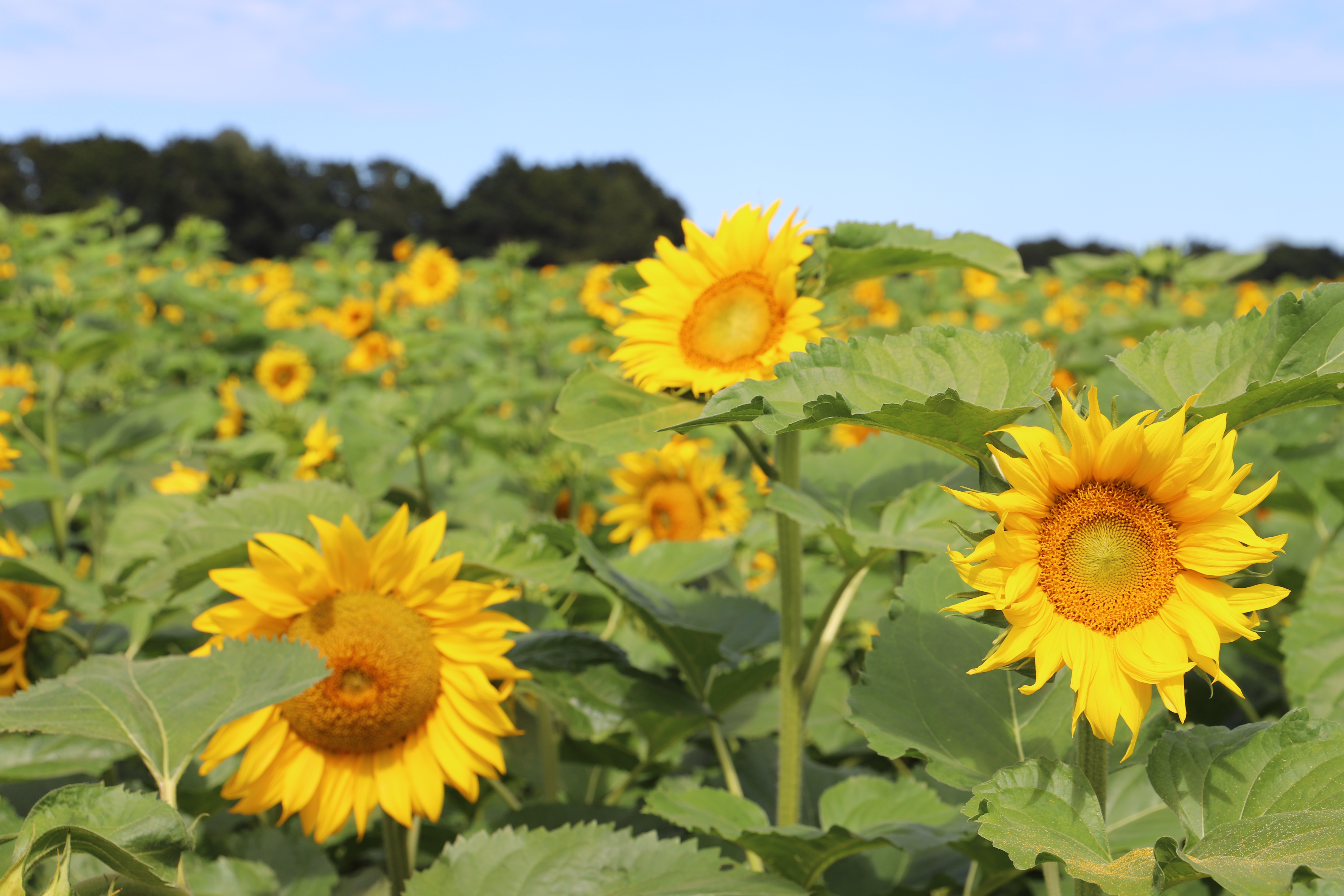 Waikato District News