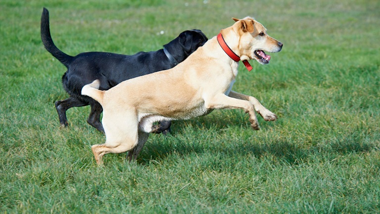 Dogs Pay your dog registration online
