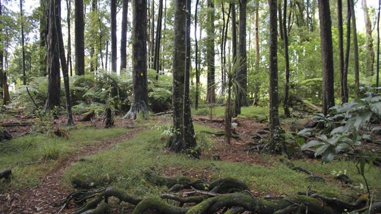 Wright's Bush, Waikato District Wright's Bush, Waikato District