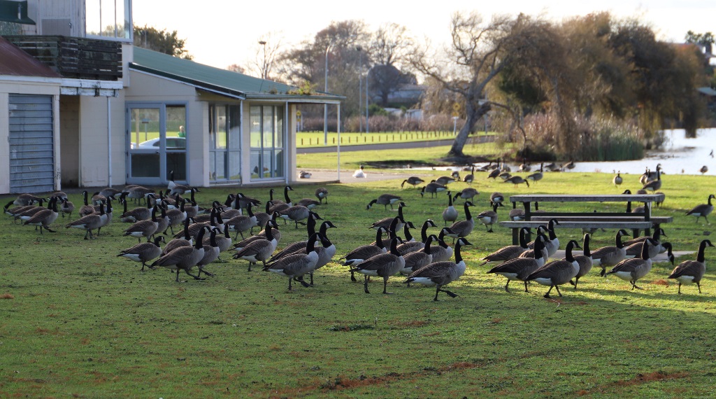 canada geese canada geese