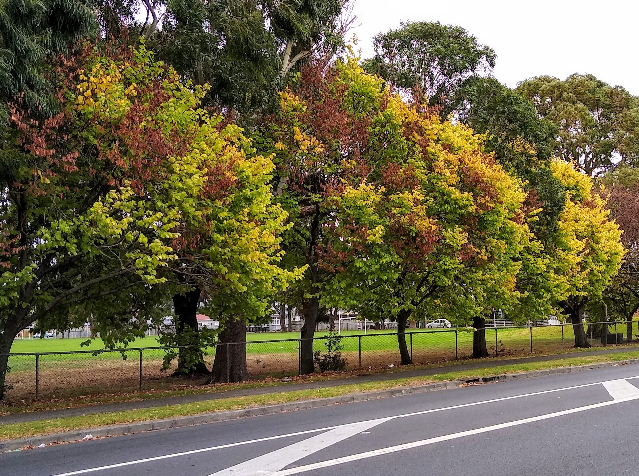Dutch elm disease has been present in Auckland for a number of years. This example is from Manurewa.