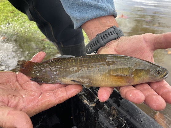 Person gently holding a small fish with speckled brown and green scales near a body of water. The fish gleams in natural light, conveying calmness