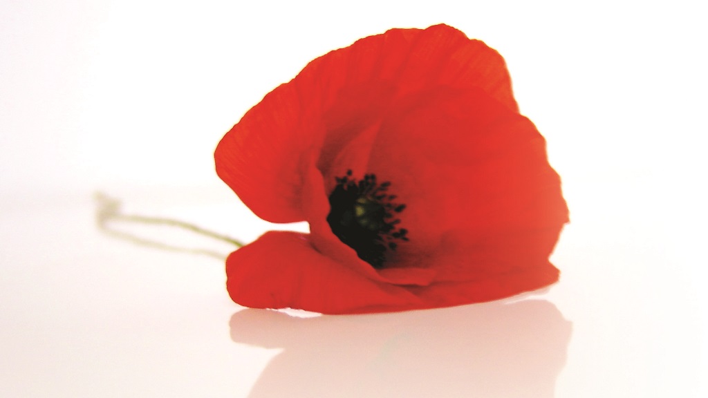 Poppy - cropped to 16-9 Poppy