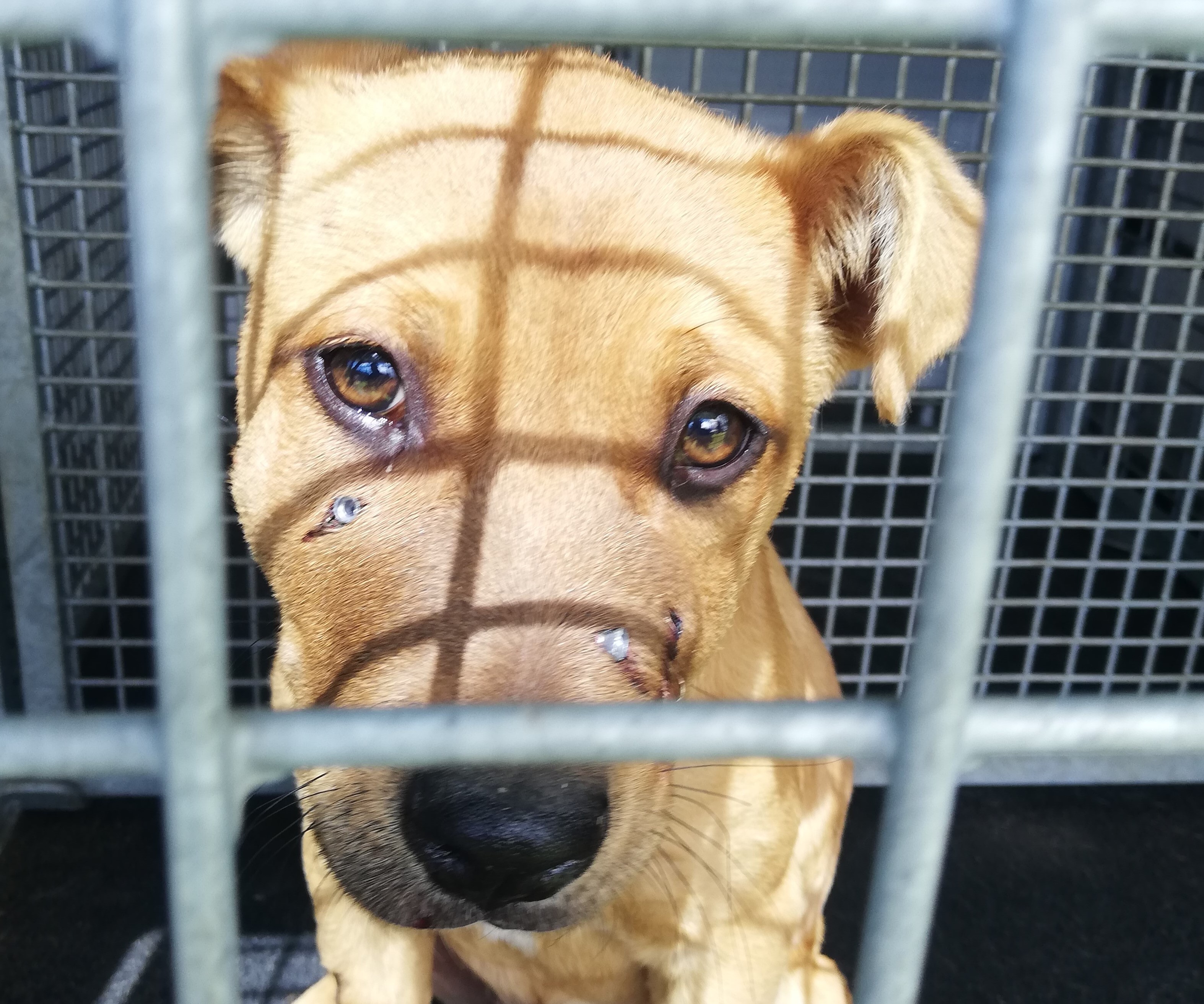 Sia - shot by air gun